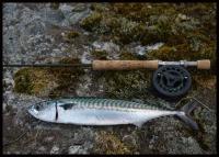 post-3275-0-95111000-1339339764_thumb.jp