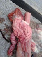 post-16174-0-99233000-1372365775_thumb.j