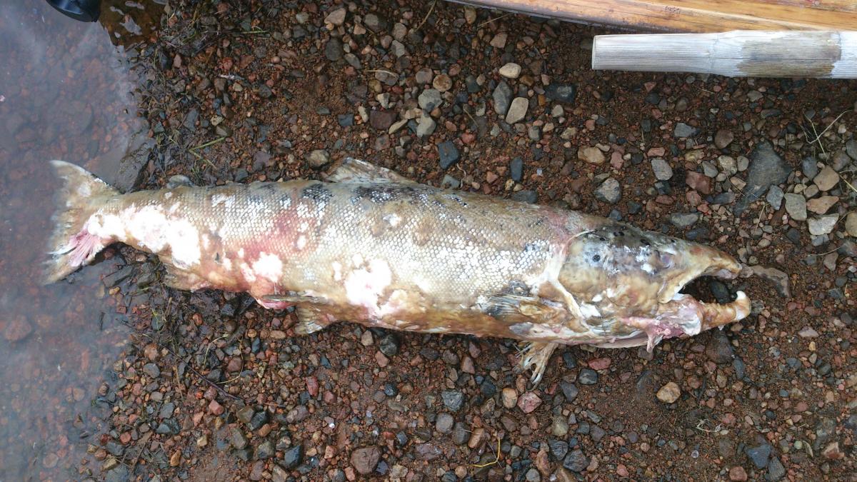 Laxfiske norra Sverige Juli-Augusti
