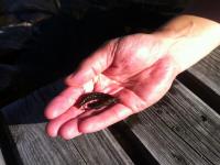 post-1607-0-78676900-1375709891_thumb.jp