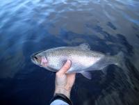 post-8123-0-45600900-1347952907_thumb.jp