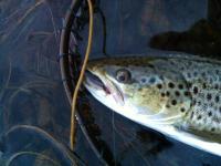 post-8201-0-51247600-1347304043_thumb.jp