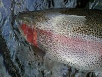 post-10822-0-60703900-1352478132_thumb.j