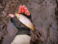 post-1679-0-26013500-1351880778_thumb.jp