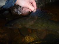 post-3255-0-39356700-1351966851_thumb.jp