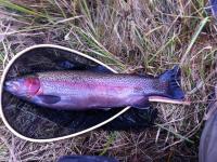 post-8516-0-45652900-1353439644_thumb.jp