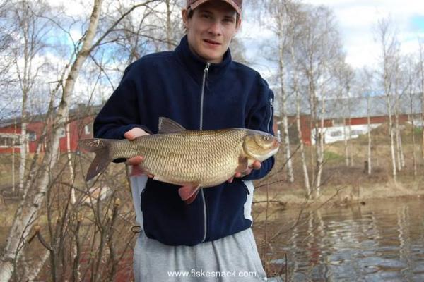 brosans id på strax över 3 kilo.jpg