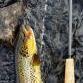 kingoftrout