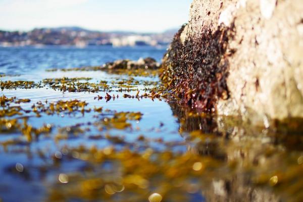 Mer information om "Paraadisbukten i oslo"