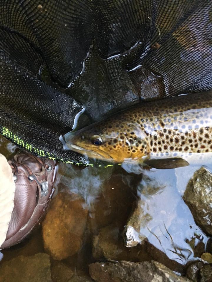 56 cm. 14 juni 2017.JPG