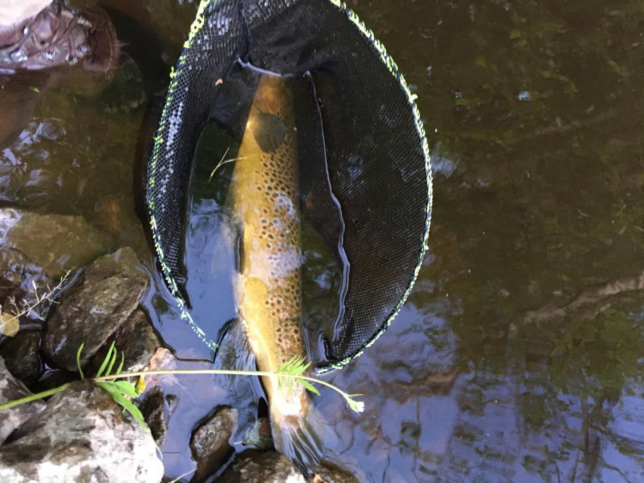 Big Trout 3.jpg