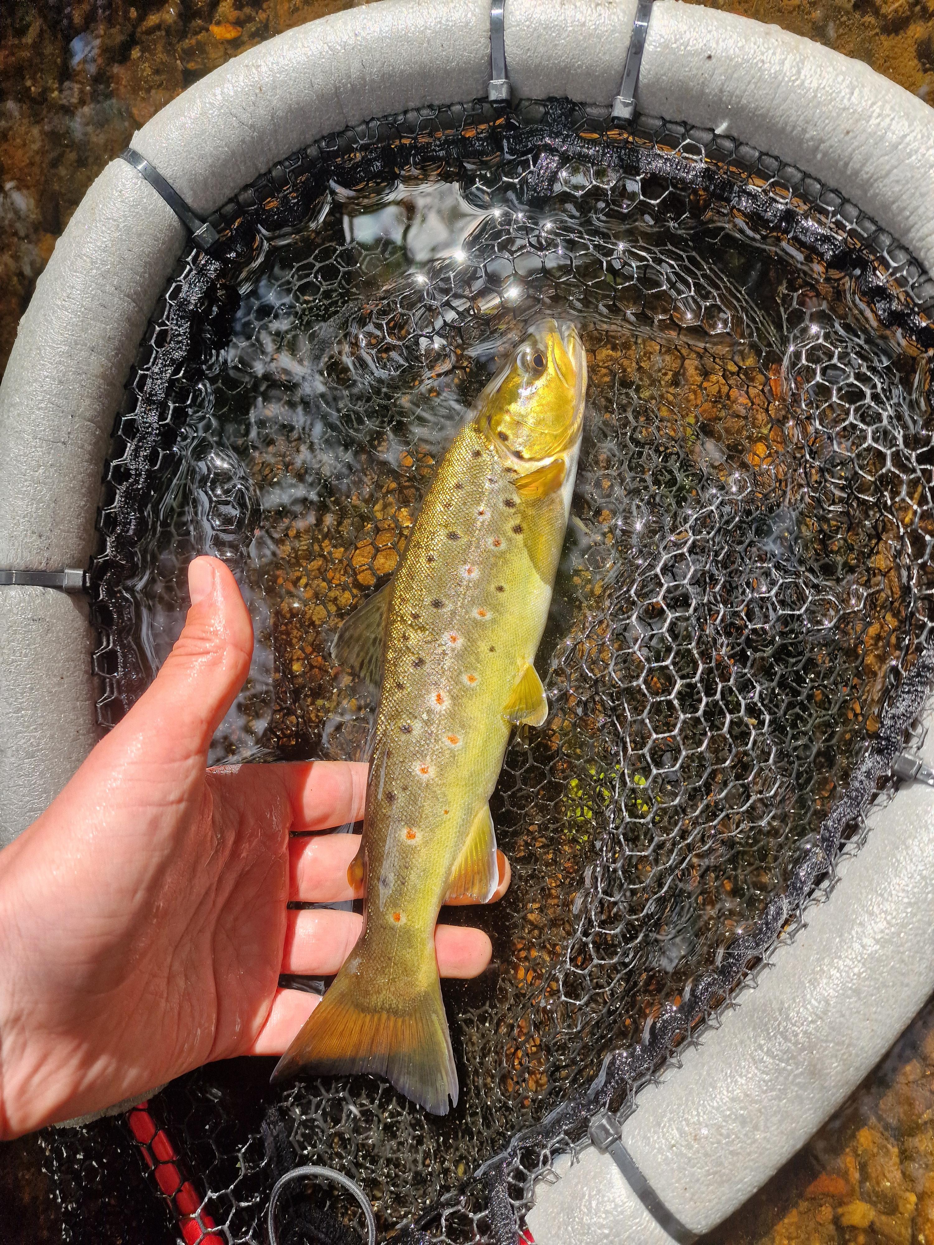 Lodjurs Fiskedagbok ​📷​