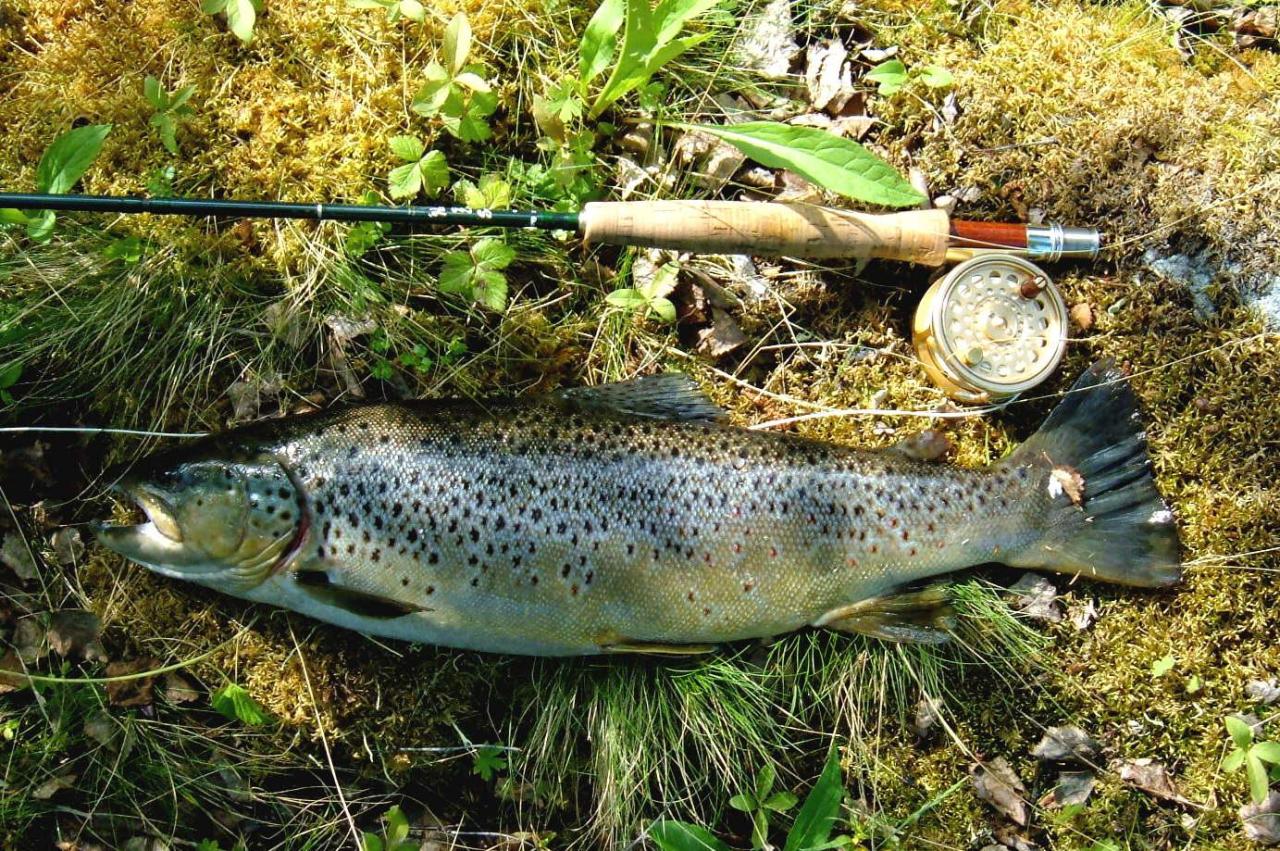 öring 2,0 krank stl. 12 brun.jpg