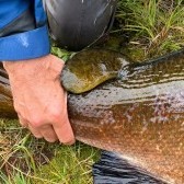 Salvelinus2