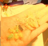 post-398-1205787872_thumb.jpg
