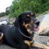 Musti